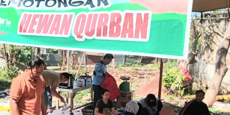 Rayakan Idul Adha 2023, K2S Keluarga Jawa Kota Kupang Potong 138 Ekor Hewan Kurban