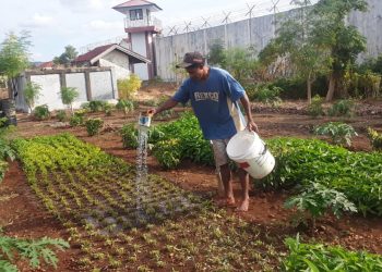 Napi di Rutan Kelas IIB Kupang Lakukan Kegiatan Pertanian