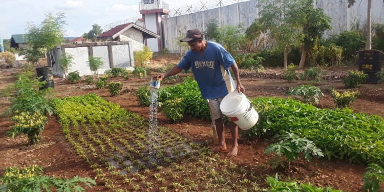 Napi di Rutan Kelas IIB Kupang Lakukan Kegiatan Pertanian