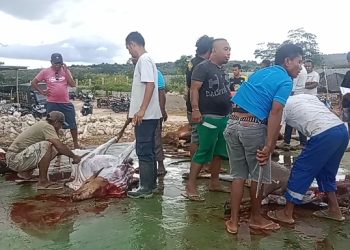 Proses Penyembelihan Hewan Kurban di Ponpes Darul Aulya Kota Kupang, Rabu 28 Juni 2023