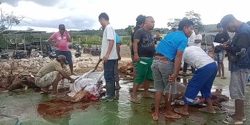 Proses Penyembelihan Hewan Kurban di Ponpes Darul Aulya Kota Kupang, Rabu 28 Juni 2023