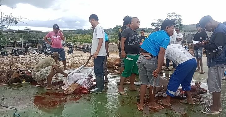 Proses Penyembelihan Hewan Kurban di Ponpes Darul Aulya Kota Kupang, Rabu 28 Juni 2023