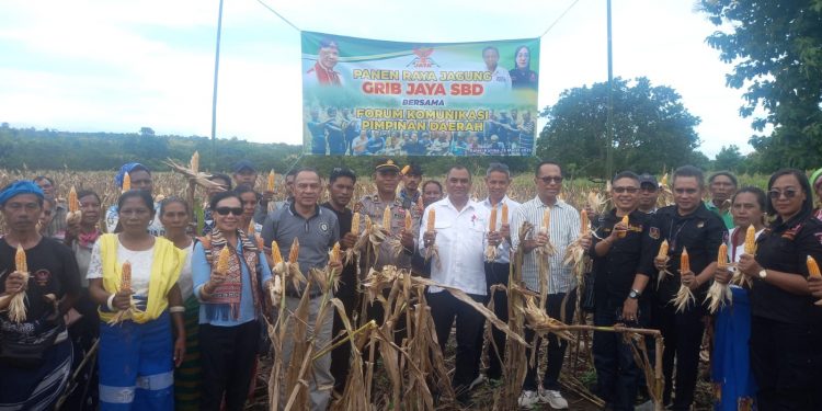 Pertanian Di NTT Masih Mengandalkan Jagung Untuk Ketahanan Pangan
