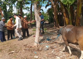 Rayakan Idul Adha, Pemkot Kupang Sumbang 16 Ekor Sapi 