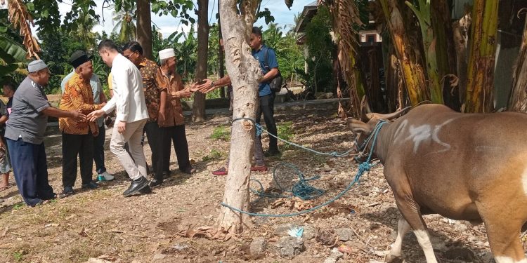 Rayakan Idul Adha, Pemkot Kupang Sumbang 16 Ekor Sapi 