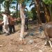Rayakan Idul Adha, Pemkot Kupang Sumbang 16 Ekor Sapi