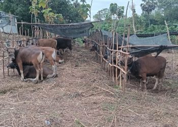Yayasan BNT Sembelih 197 Ekor Hewan Kurban
