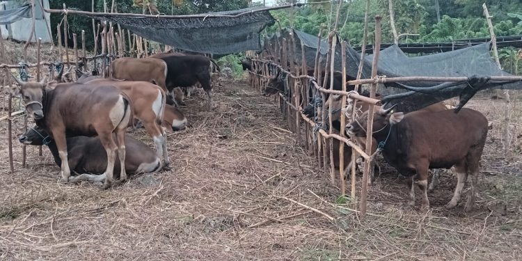 Yayasan BNT Sembelih 197 Ekor Hewan Kurban