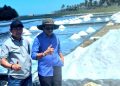 Sabu Raijua: Lumbung Garam Berkualitas Super, Rebut Perhatian Perusahaan Nasional