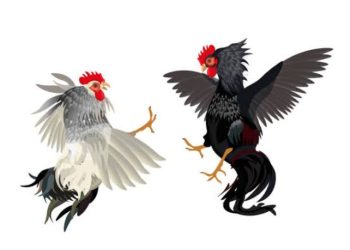 Polres Sabu Raijua Bubarkan Sabung Ayam di Kelurahan Mebba