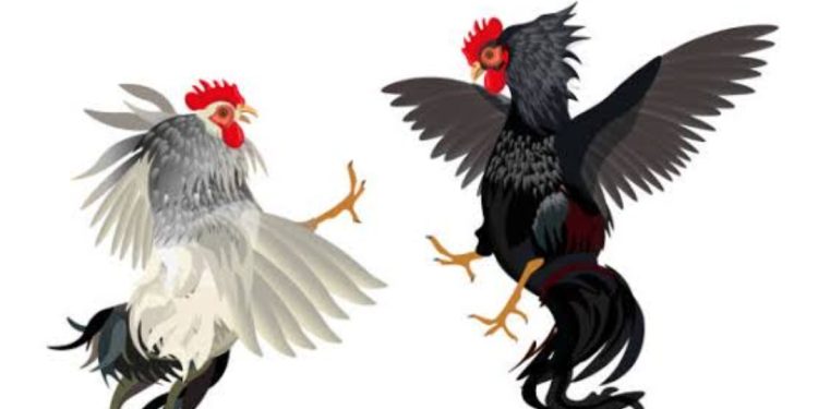 Polres Sabu Raijua Bubarkan Sabung Ayam di Kelurahan Mebba