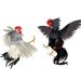 Polres Sabu Raijua Bubarkan Sabung Ayam di Kelurahan Mebba