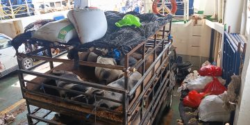 Penumpang KMP Uma Kalada Keluhkan Bau Kotoran Babi yang Menyengat