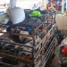 Penumpang KMP Uma Kalada Keluhkan Bau Kotoran Babi yang Menyengat