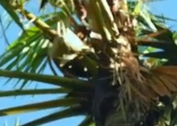 Penyitaan Miras di Sabu Raijua: Masyarakat Mengeluh Kehilangan Mata Pencaharian