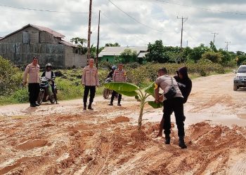 Warga Desa Menia Heboh dengan Pohon Pisang Ditanam di Tengah Jalan Raya