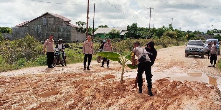Warga Desa Menia Heboh dengan Pohon Pisang Ditanam di Tengah Jalan Raya