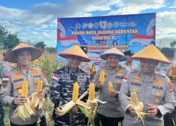 Kodaeral VII Kupang Bersama Polda NTT Lakukan Panen Raya Jagung Di Kabupaten Kupang