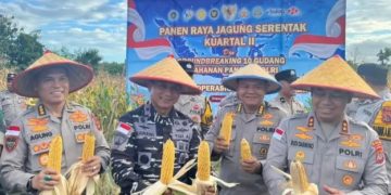 Kodaeral VII Kupang Bersama Polda NTT Lakukan Panen Raya Jagung Di Kabupaten Kupang