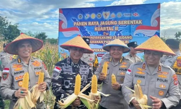 Kodaeral VII Kupang Bersama Polda NTT Lakukan Panen Raya Jagung Di Kabupaten Kupang