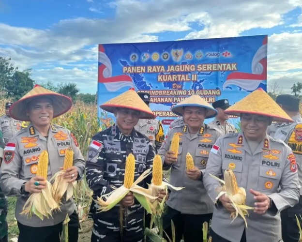 Kodaeral VII Kupang Bersama Polda NTT Lakukan Panen Raya Jagung Di Kabupaten Kupang